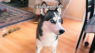 Big Announcement from Laika and Loki the Huskies!