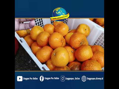 Jeruk Mogan Dijual Rp10 Ribu/Kg di Lubuk Linggau
