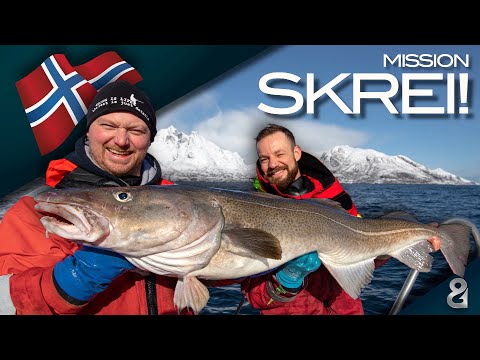 Riesen-Dorsche auf den Lofoten! Abenteuer Skrei 🇳🇴