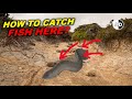 African Lungfish can Live Outside the Water for Four Years!