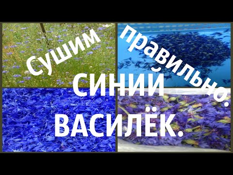 Сушим синий василёк.