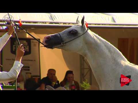 N.75 EMMONA - Radom 2017 - 7 Years Old and older Mares (Class 8)