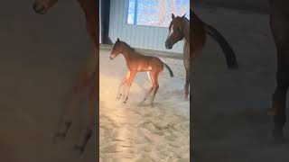 My brand newborn dilly is a bucking broncho #horse #horseenthusiast #equestrian #foalingseason #foal