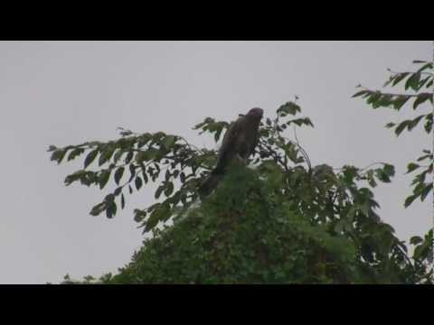 Oriental Honey Buzzard Pernis ptilorhynchus India December