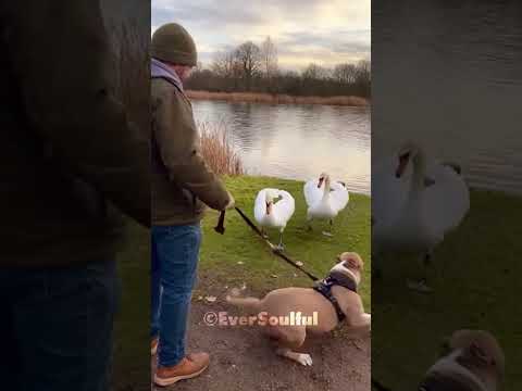 Swan Couple Still Loves Their Puppy Friend Even After He Grew Up