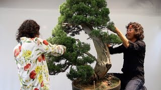 Shinji Suzuki's Bonsai demonstration