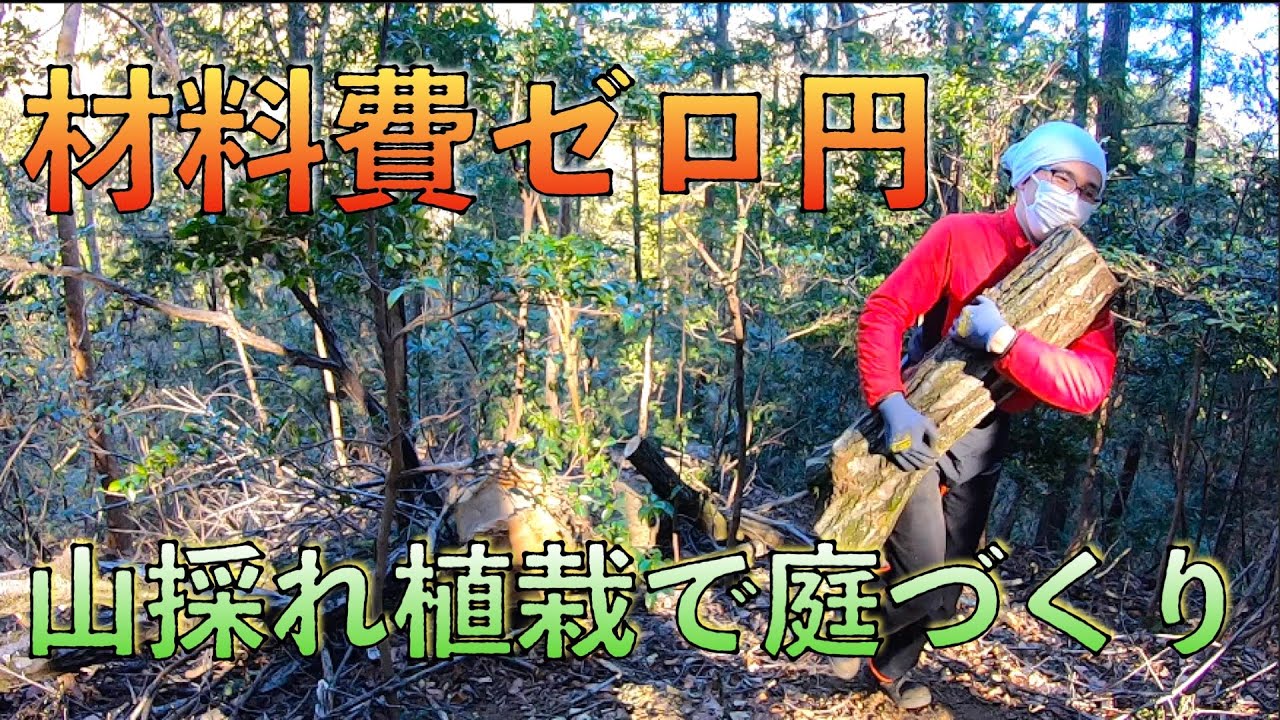 丸太を運んで満身創痍　山から草木を持ち帰って庭いじりしかしたくない【山開拓】#53
