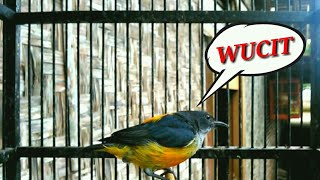 Download lagu Suara Burung Kemade Bunga Api ngalas mp3