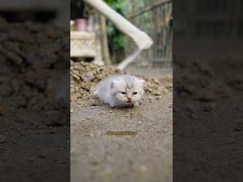 Bapak Mau Kubur Anak Kucing Yang Sedih #ceritamarvin