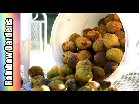 download lagu mp3 mp4 What Can You Do With Green Walnuts, download lagu What Can You Do With Green Walnuts gratis, unduh video klip What Can You Do With Green Walnuts