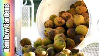 BLACK WALNUTS: How to Harvest, Clean, and Crack Walnuts, Share Your  Food Memories