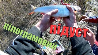 На что ловить подуста в мае
