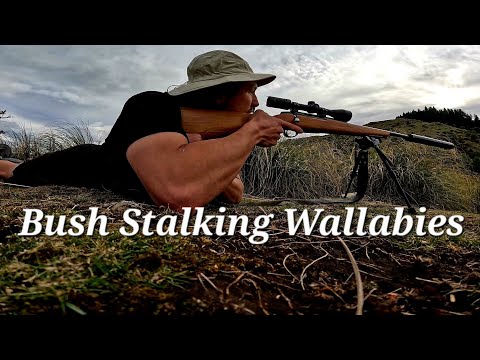 3 Days Solo Hunting Invasive Wallabies | Catch n Cook