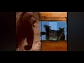 O Entertainment Nature PBS And WGBH Boston Theme Miramax Films 2006 Version 2 Closing
