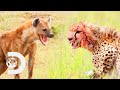 Cheetah Cub Defends Its Family From A Hungry Hyena Big Cat Tales