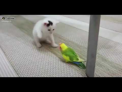 cat and parrot love story