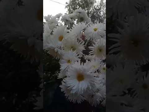 Chandramallika flowers.#flower#flowers#shorts  #chandramallicka