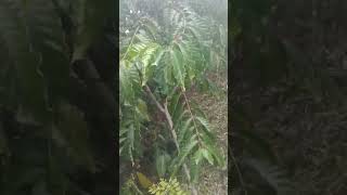 Download lagu kopi lancuran mp3