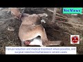 Rectal Prolapse In Mule Mule Prolapse