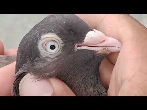Katank Old Line #bangalore #smypigeonsloft #highflyer