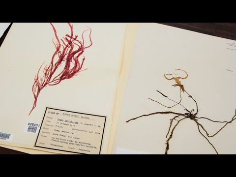 Nature's Archive: Inside Fairchild Tropical Botanic Garden Herbarium