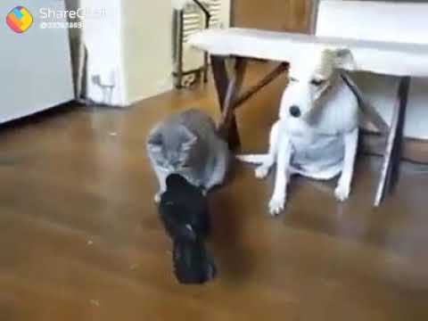 Dog and cat
