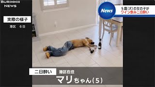 【放送事故】犬が二日酔いになったニュース