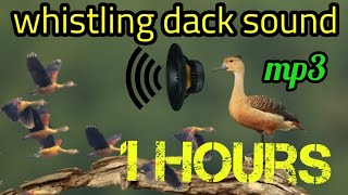 Download lagu whistling dack call/sound /বালি হাসের ডাক/শরালী পাখির ডাক mp3 Download lagu whistling dack call/sound /বালি হাসের ডাক/শরালী পাখির ডাক mp3