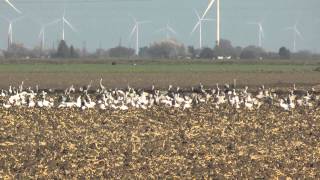 preview picture of video 'Sandhill cranes and snow geese feeding on a corn field, Rio Hondo Texas 2013-02-10'