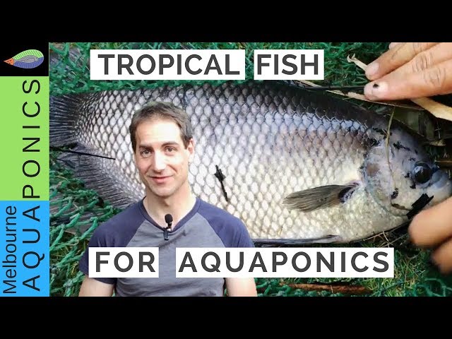 Tropical fish for Aquaponics