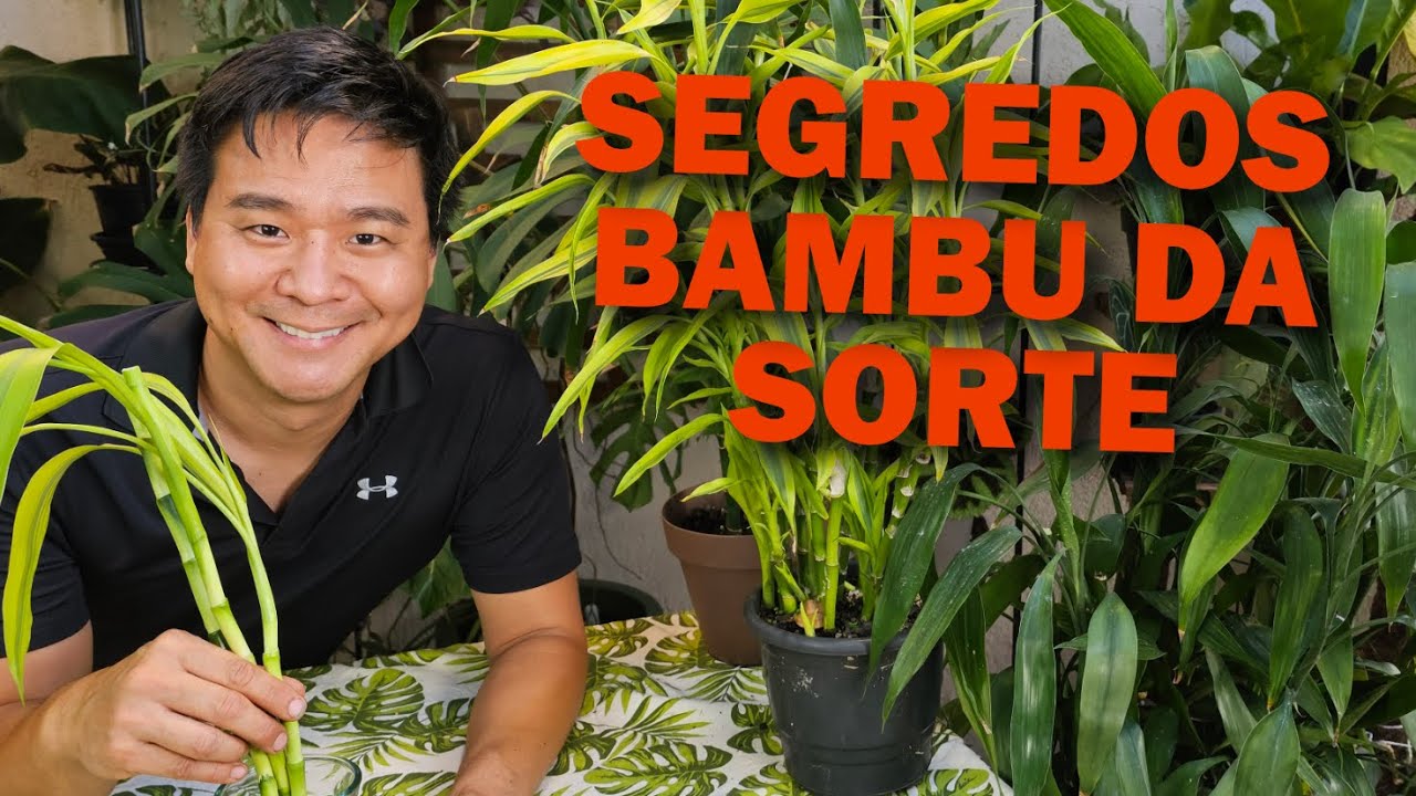 Como cultivar Bambu da sorte