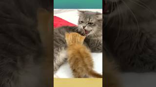Ginger Kitten Meets Her Foster Family - But Gets a Growl! 😿 #shorts #fosterkitten #kittenrescue