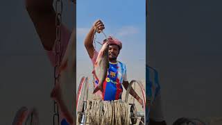 Giant catfish hunting underwater #fishing #shorts