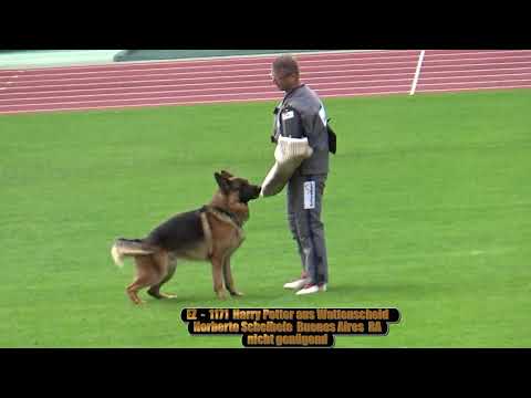 2019 SV BSZS in Nurnberg TSB EZ Harry Potter aus Wattenscheid