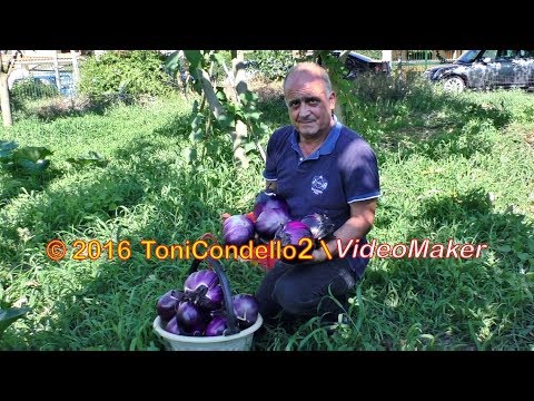 L'orto sull'albero, la raccolta - Taurianova 2016 - by ToniCondello2