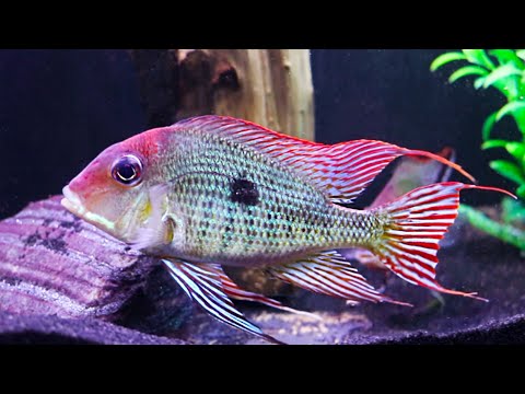 Watch Video on YouTube