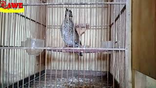 Download lagu siberian thrush mp3 Download lagu siberian thrush mp3