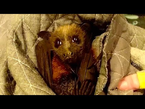 Rescuing a juvenile flying-fox hanging in a street tree;  Dionysus