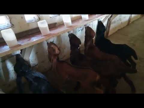 Goat Farm In Bathinda, Punjab| All Breeds