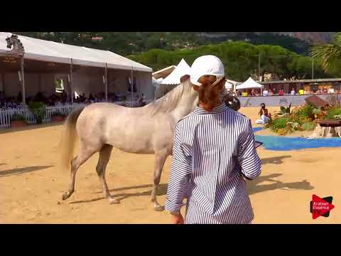 N.49 ESPAJA - Menton 2018 - 2 Years Old Fillies (Class 2B)