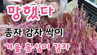 망했다~  종자용 감자 싹이   그럼 겨울 감자는  ?    감자 재배하기 #Pengalihan kekuas…