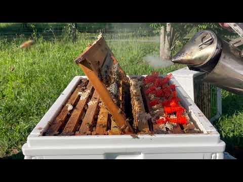 🐝 Queen cells into nucleus mating hives  Orara Valley Honey. October 2024.