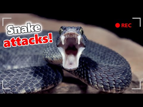 Snake attack sound | Snake bite sound effect |