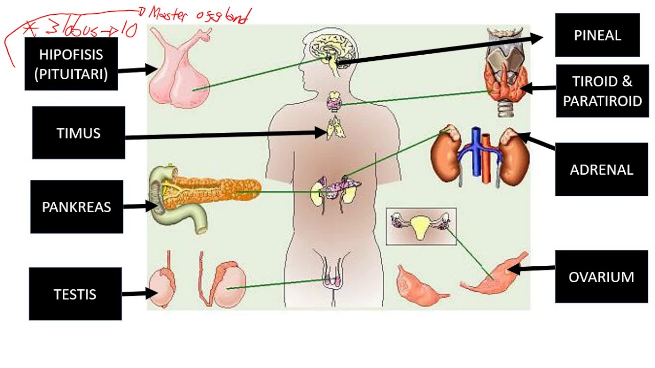 SISTEM HORMON