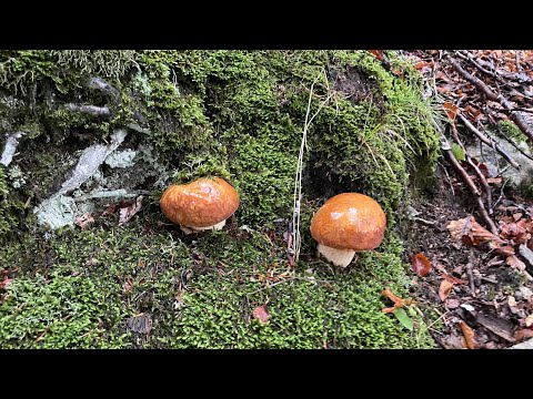 FUNGHI PORCINI CHE PASSIONE #41 2022-09-17 🍄 #41