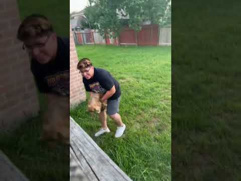 Someone stole my dogs! #shorts