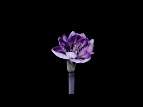 obylx - the hour feat. Leo Wood