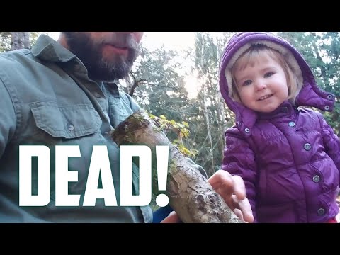 What I learned from killing Yamadori