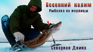Ловля налима зимой в архангельской области