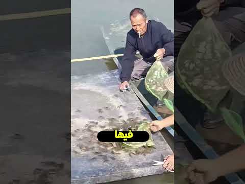 ألم الفيل ورحلة السرطانات🤔